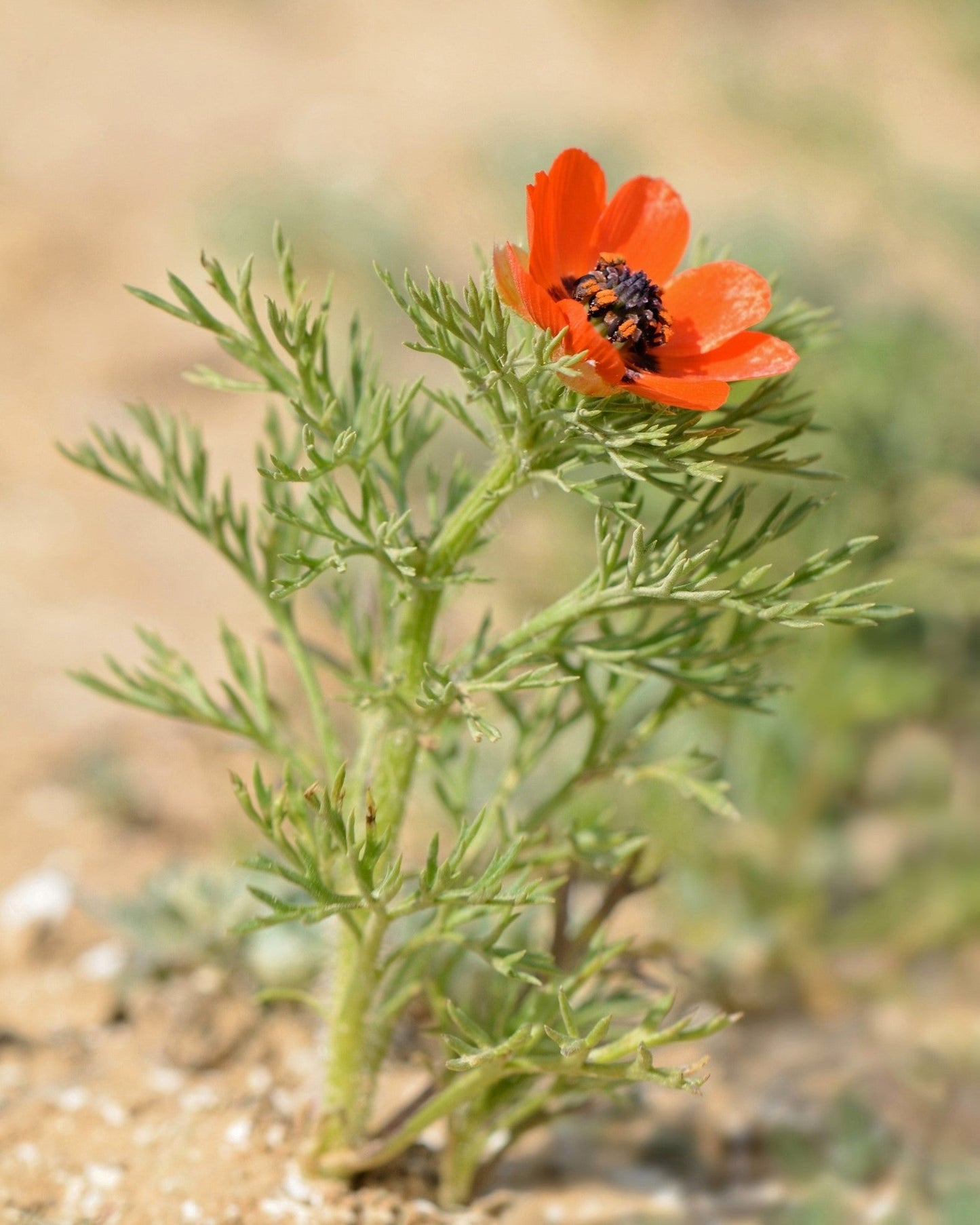 10 ADONIS PHEASANTS EYE Adonis Aestivalis Red & Black Flower Seeds