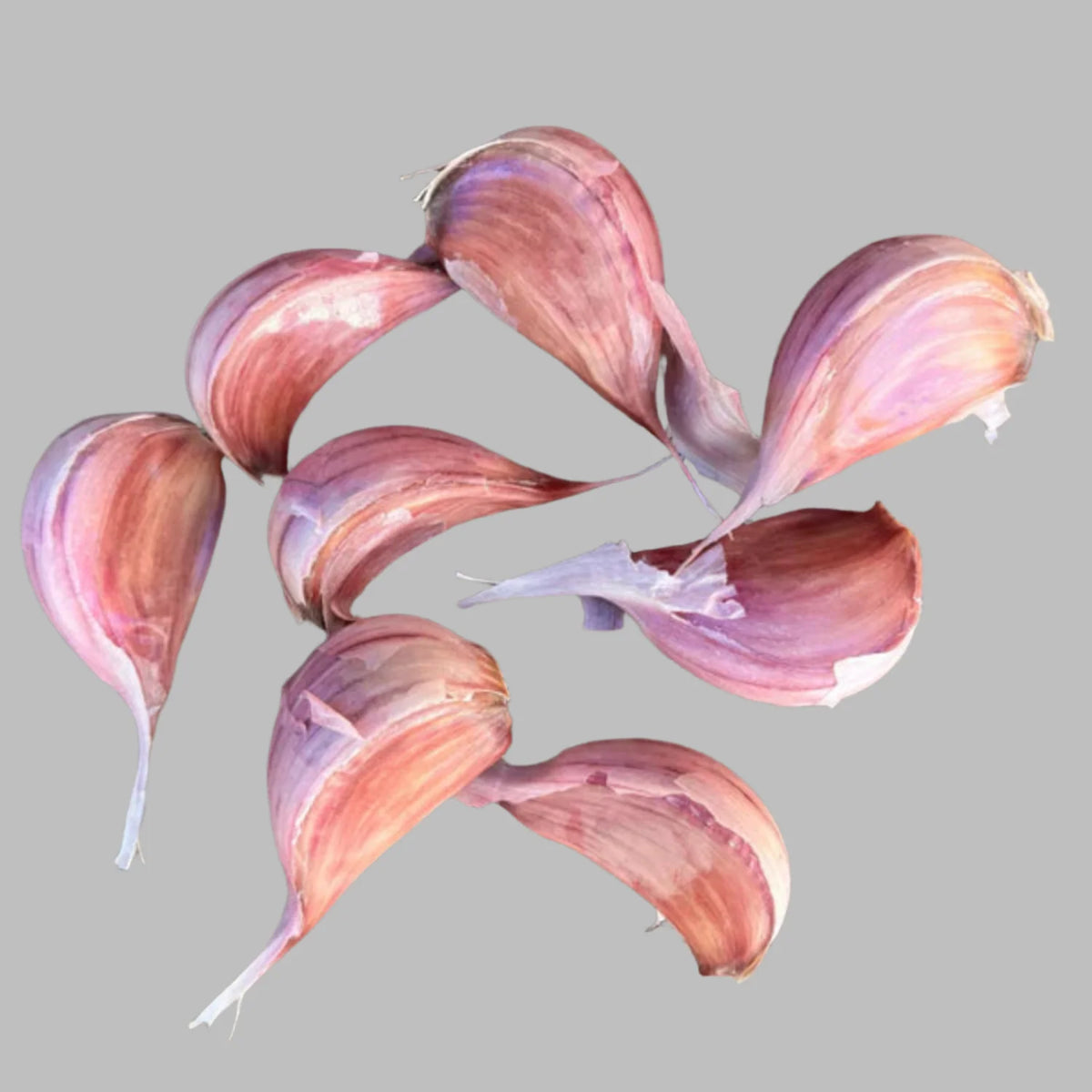 Red Cloves Inamazon Chesnok Red Heirloom Certified Seed Garlic Cloves – LUMBRI WORMS ...