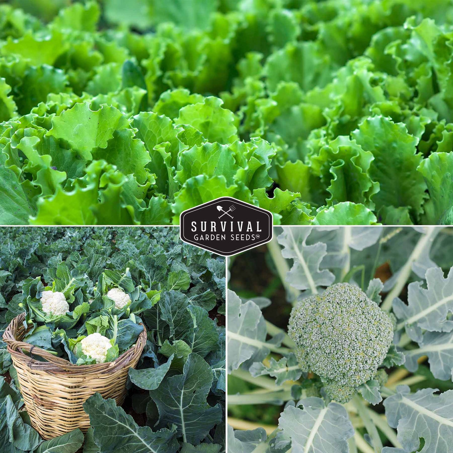 Cool Weather Vegetable Seed Collection - Spinach, Kale, Cilantro, Broccoli, and Leaf Lettuce