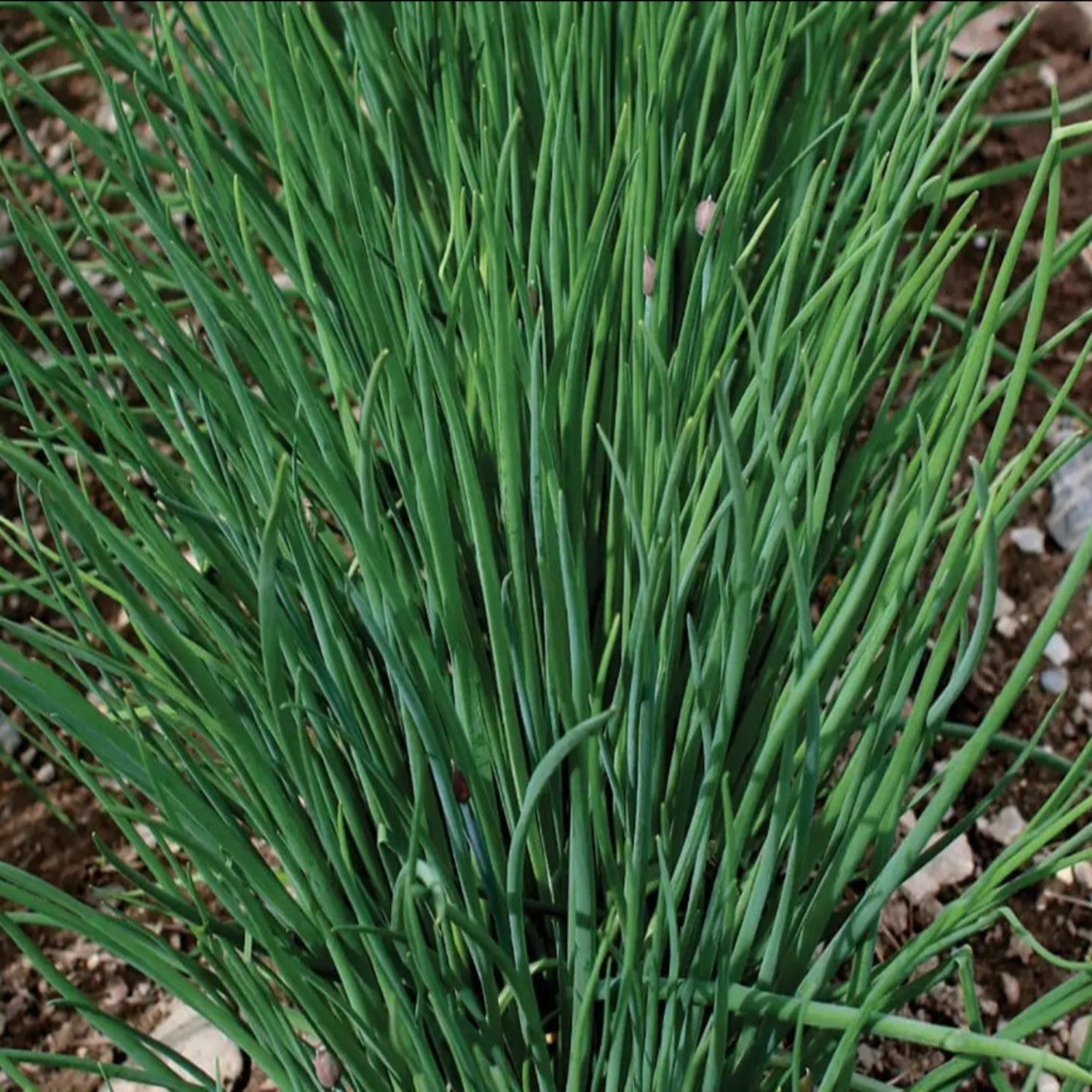 PAPAW'S GARDEN SUPPLY LLC. Chive Seeds - Thumbnail 2