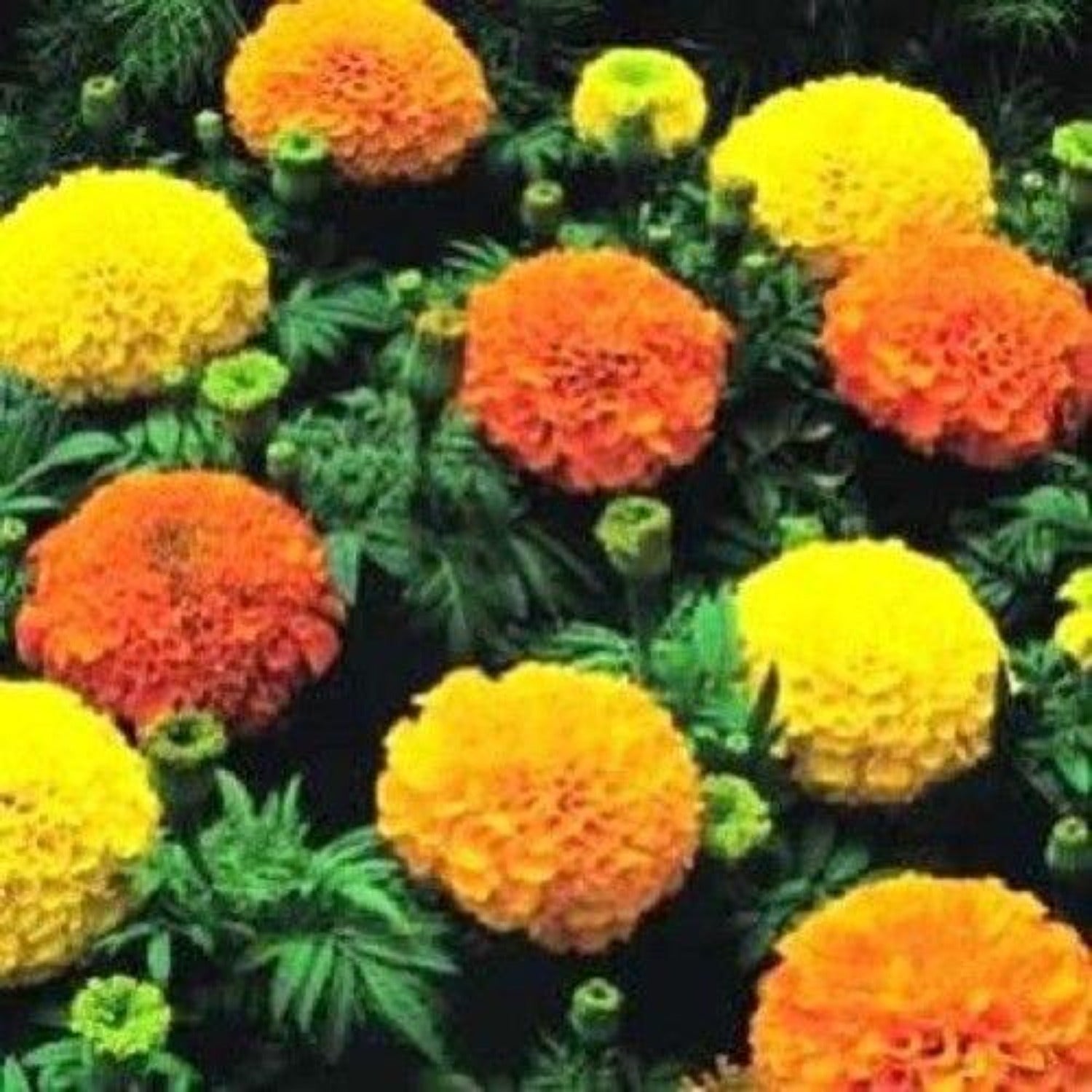 Cracker Jack Series Marigold Flower Seeds - LUMBRI WORMS & GARDEN, LLC