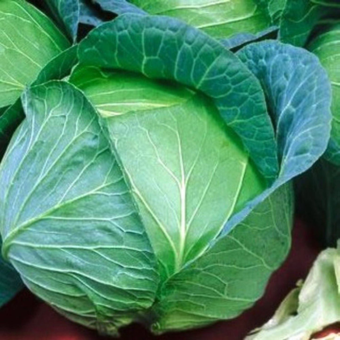 Danish Ballhead Heirloom Cabbage Seeds