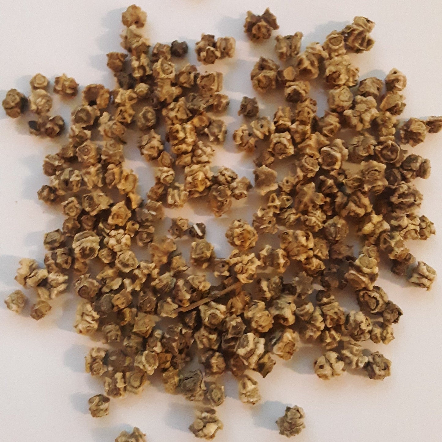 Rhubarb/Ruby Swiss Chard Seeds