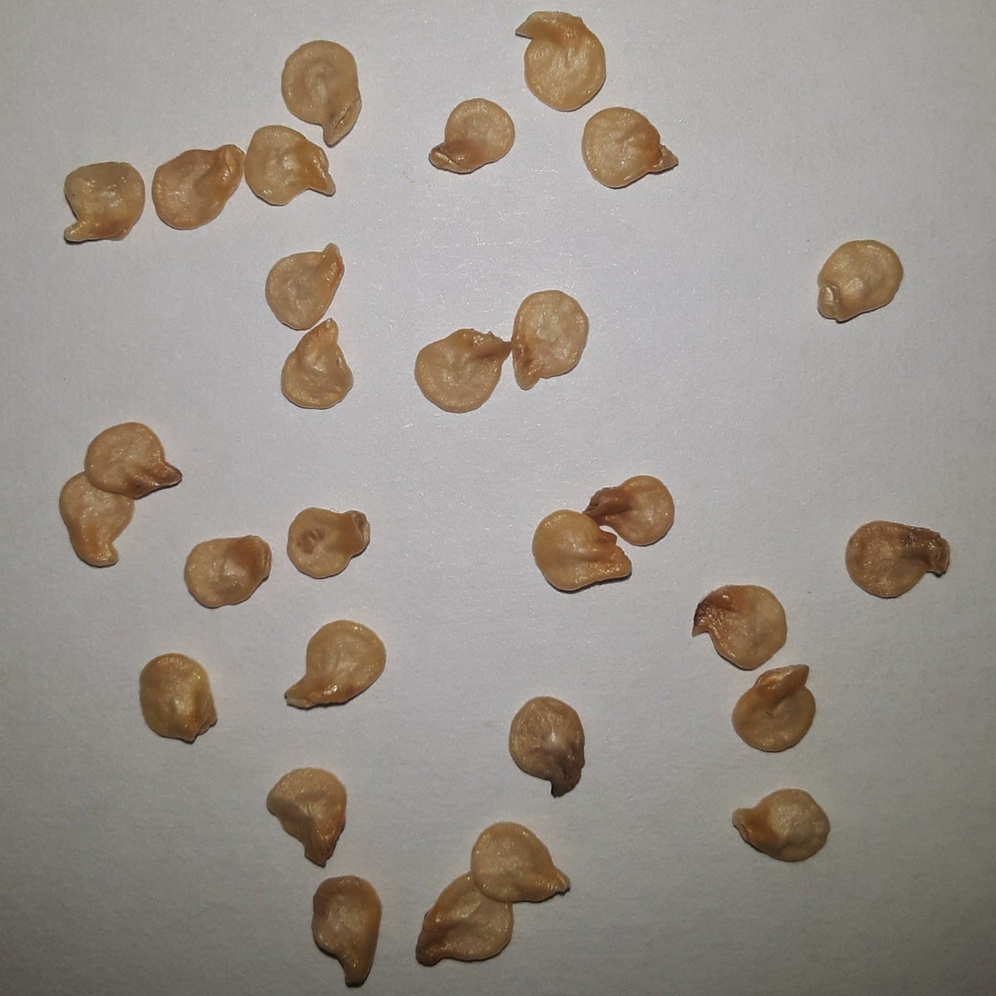 Tabasco VERY HOT Pepper Seeds