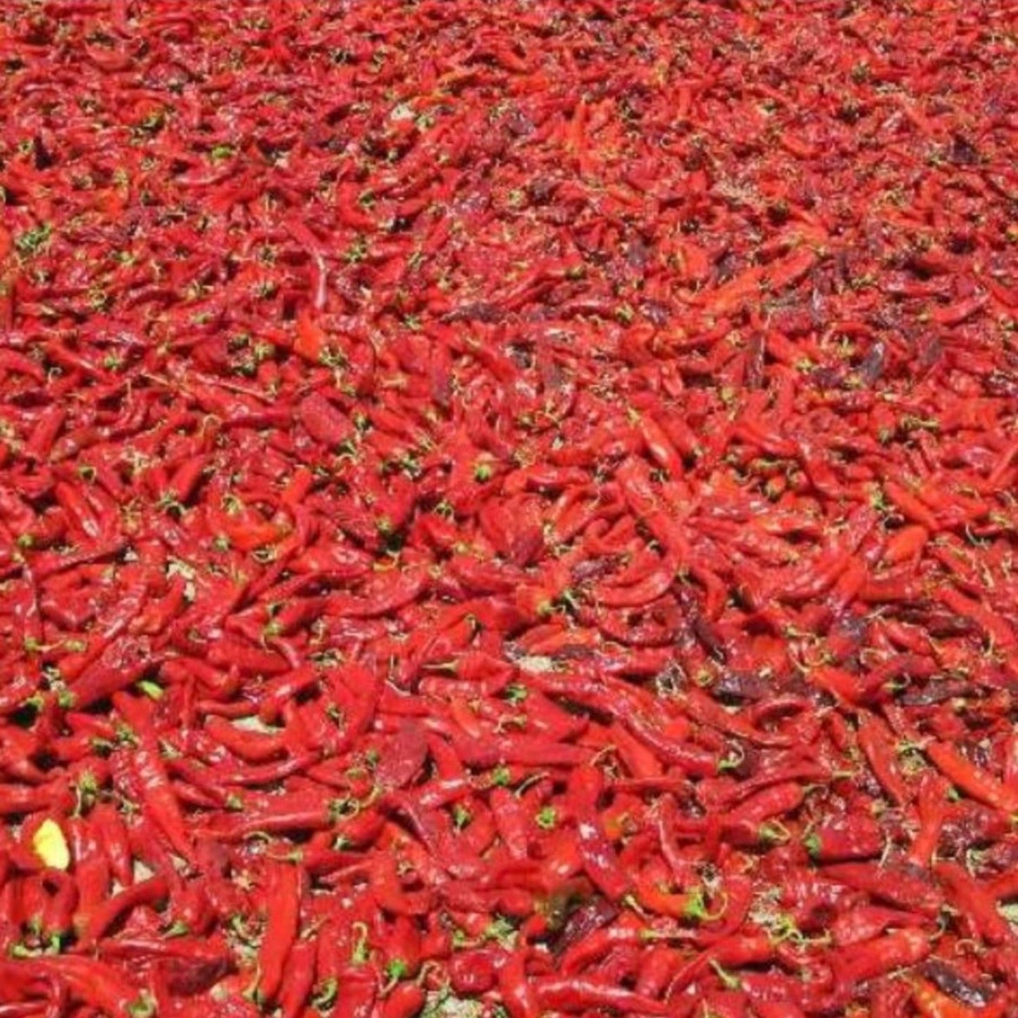 Hatch Cert. Sandia Chile Hot Pepper Seeds