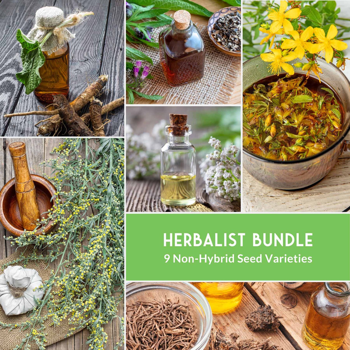 Herbalist Seed Bundle - 9 Important Medicinal Herbs