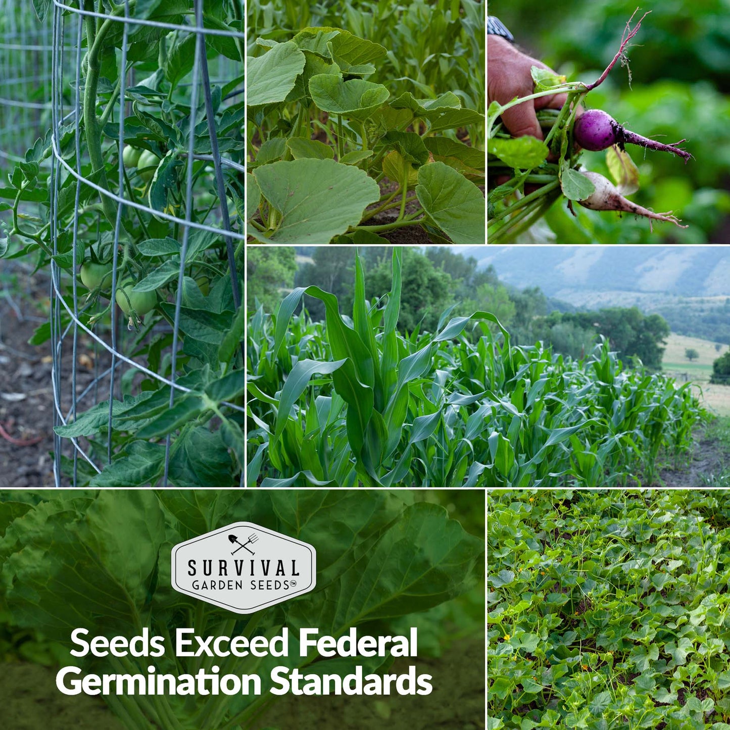 Home Garden Seed Collection - 30 Pack of Vegetables & Herb Seeds