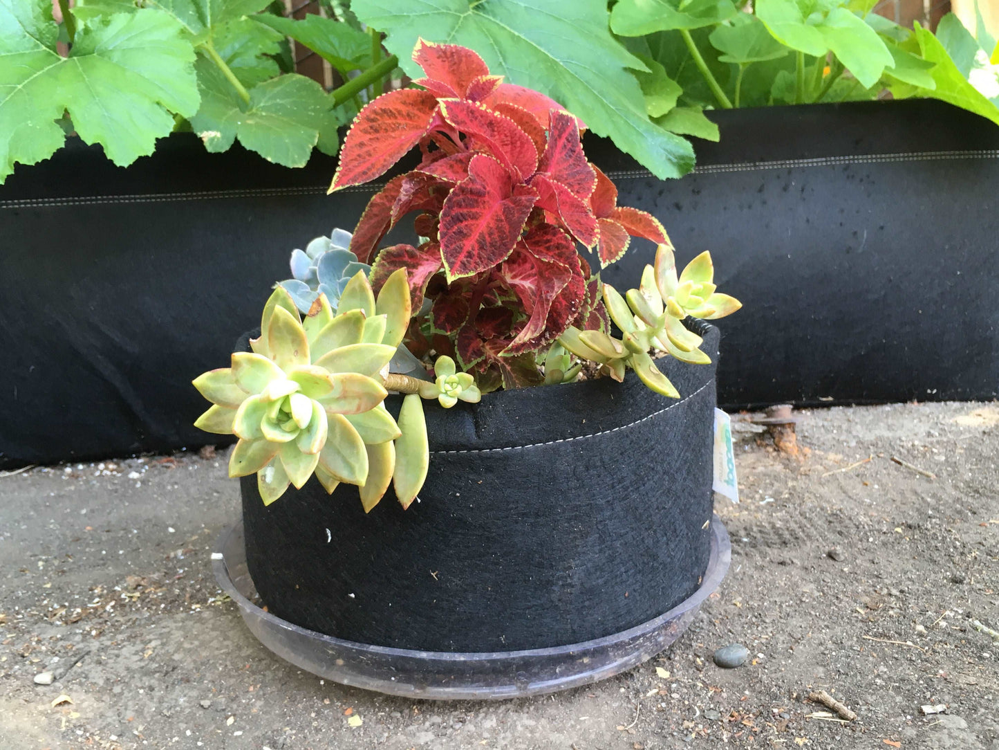 SquatPot Grow Bags - Round Bottom