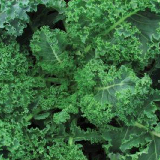 Blue Curled Scotch Kale Seeds