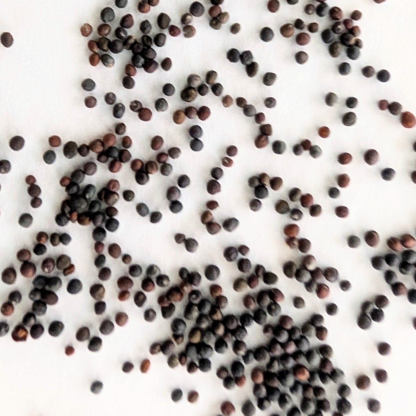 Kohlrabi White Vienna Seeds