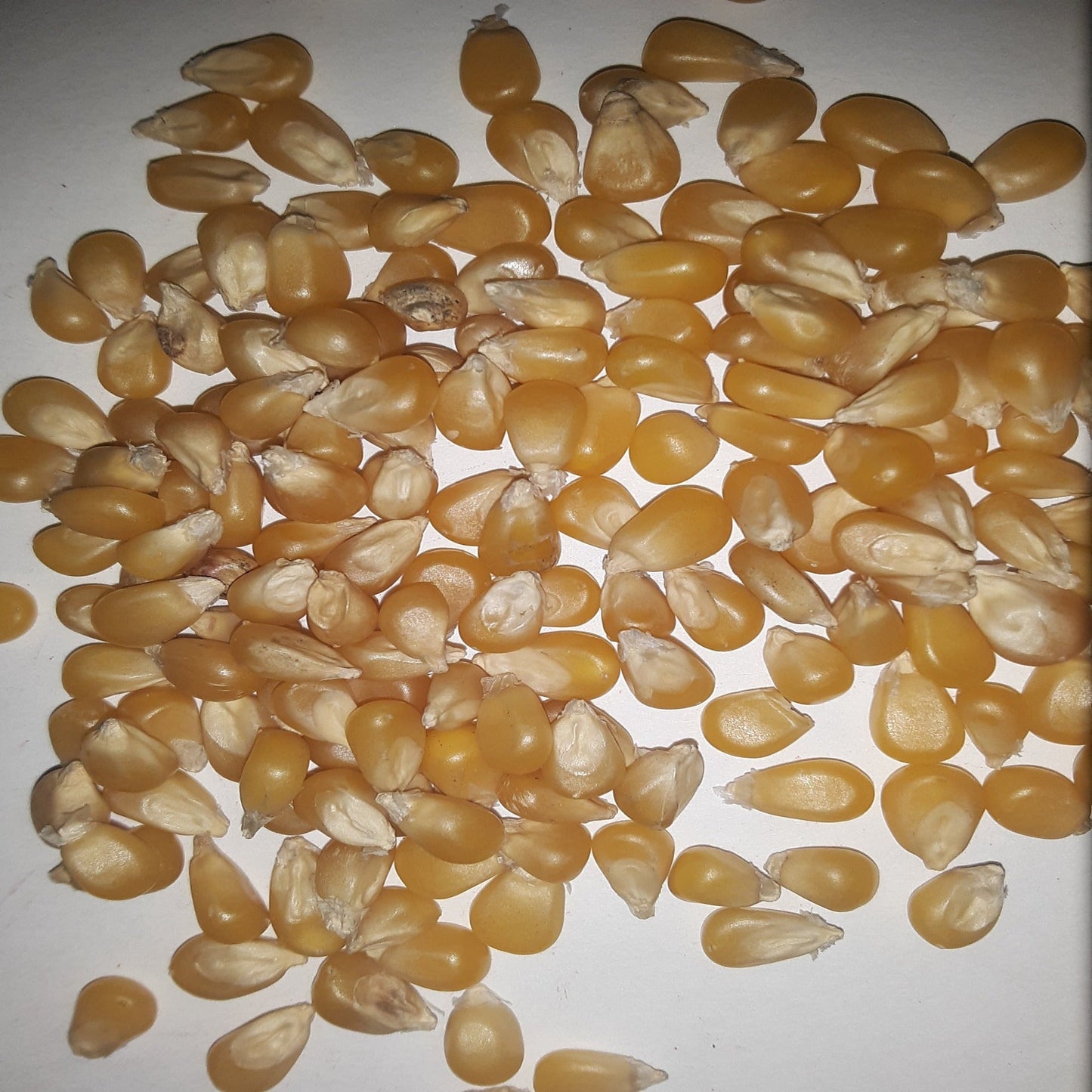 Lady Fingers Heirloom Popcorn Untreated Seeds