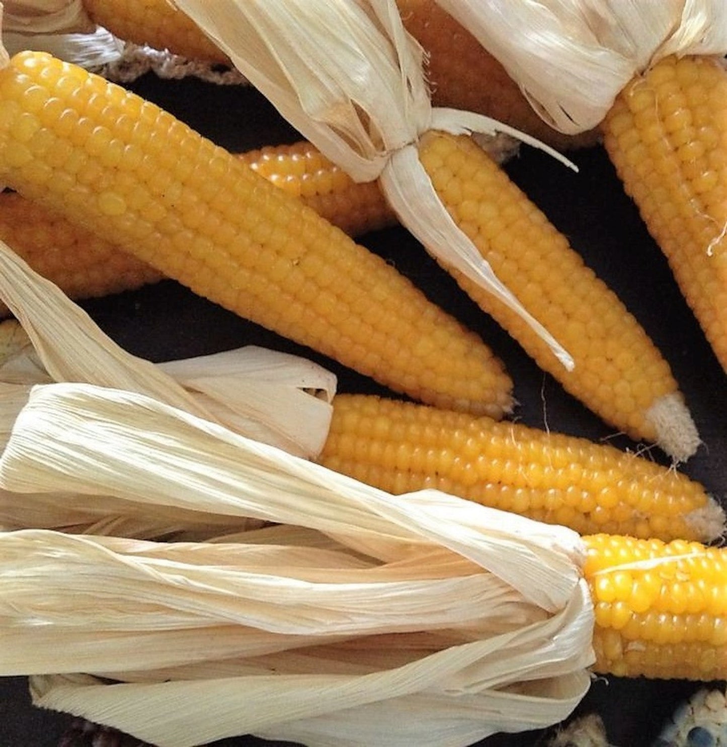 Lady Fingers Heirloom Popcorn Untreated Seeds