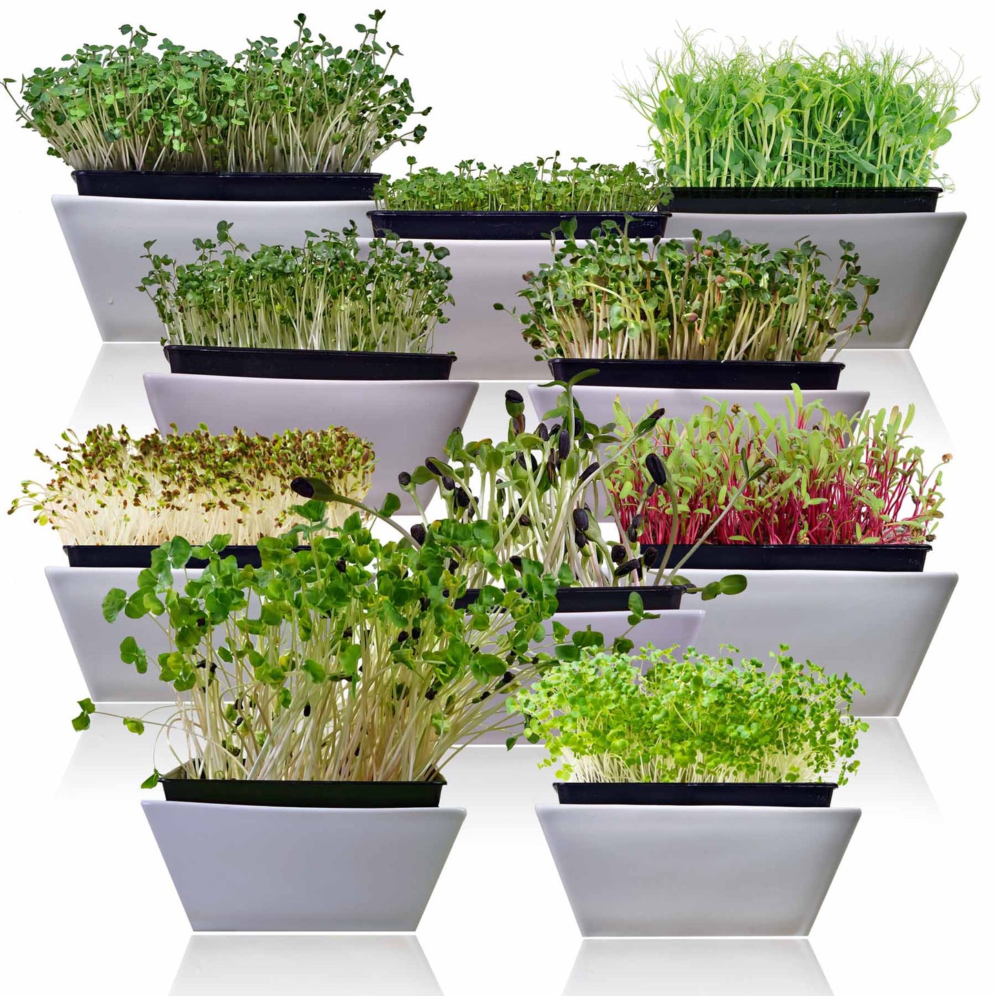 Microgreens 10 Variety Seed Kit