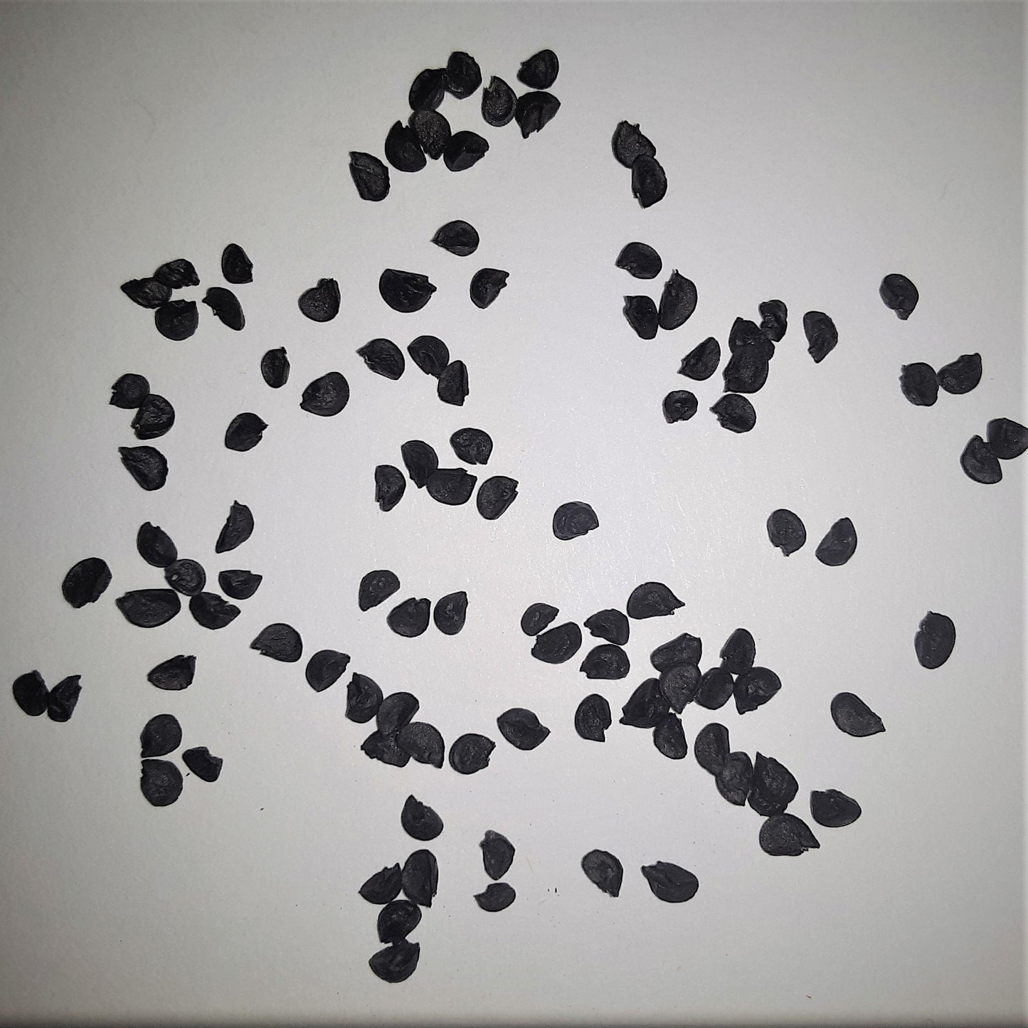 Onion Ovation Seeds