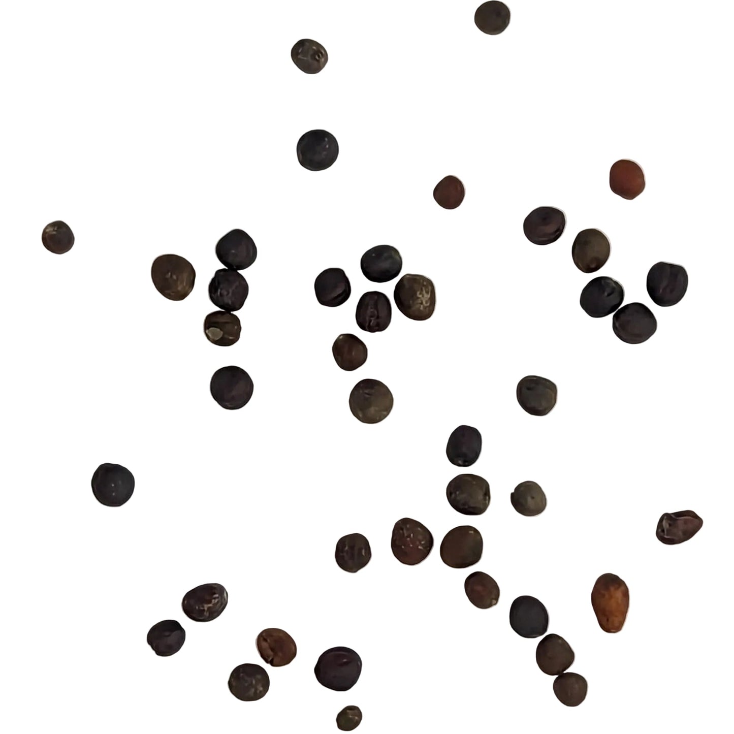 Appalachian Hybrid Broccoli Seeds