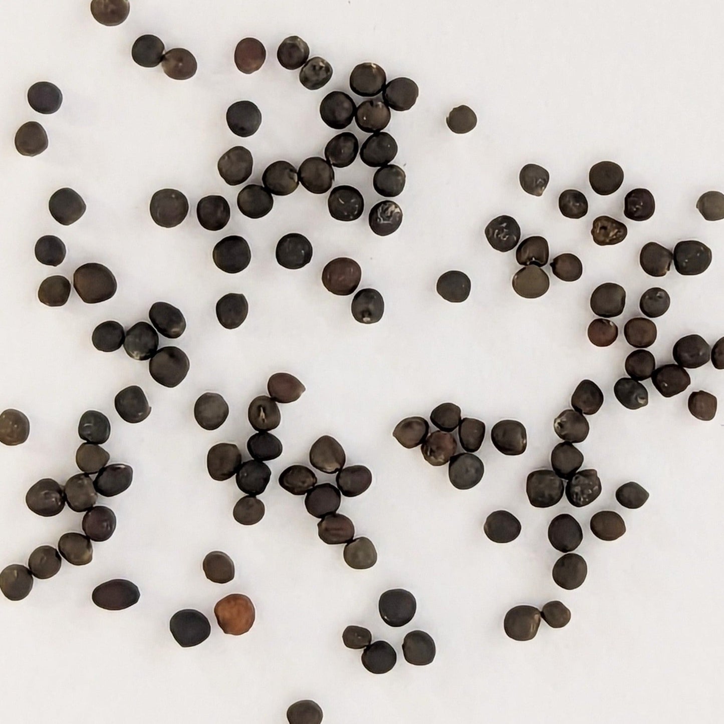 Gustus Hybrid Brussels Sprouts Seeds