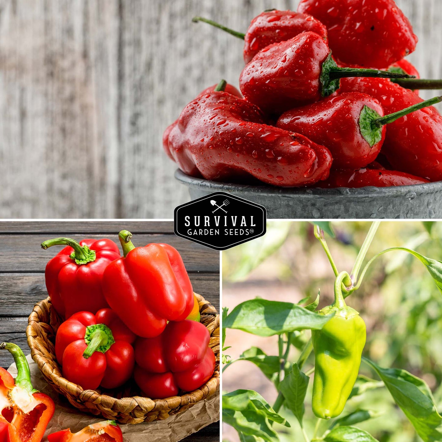 Sweet Pepper Collection - California Wonder Bell, Marconi Red, Cubanelle, Chocolate Beauty, and Big Red Peppers