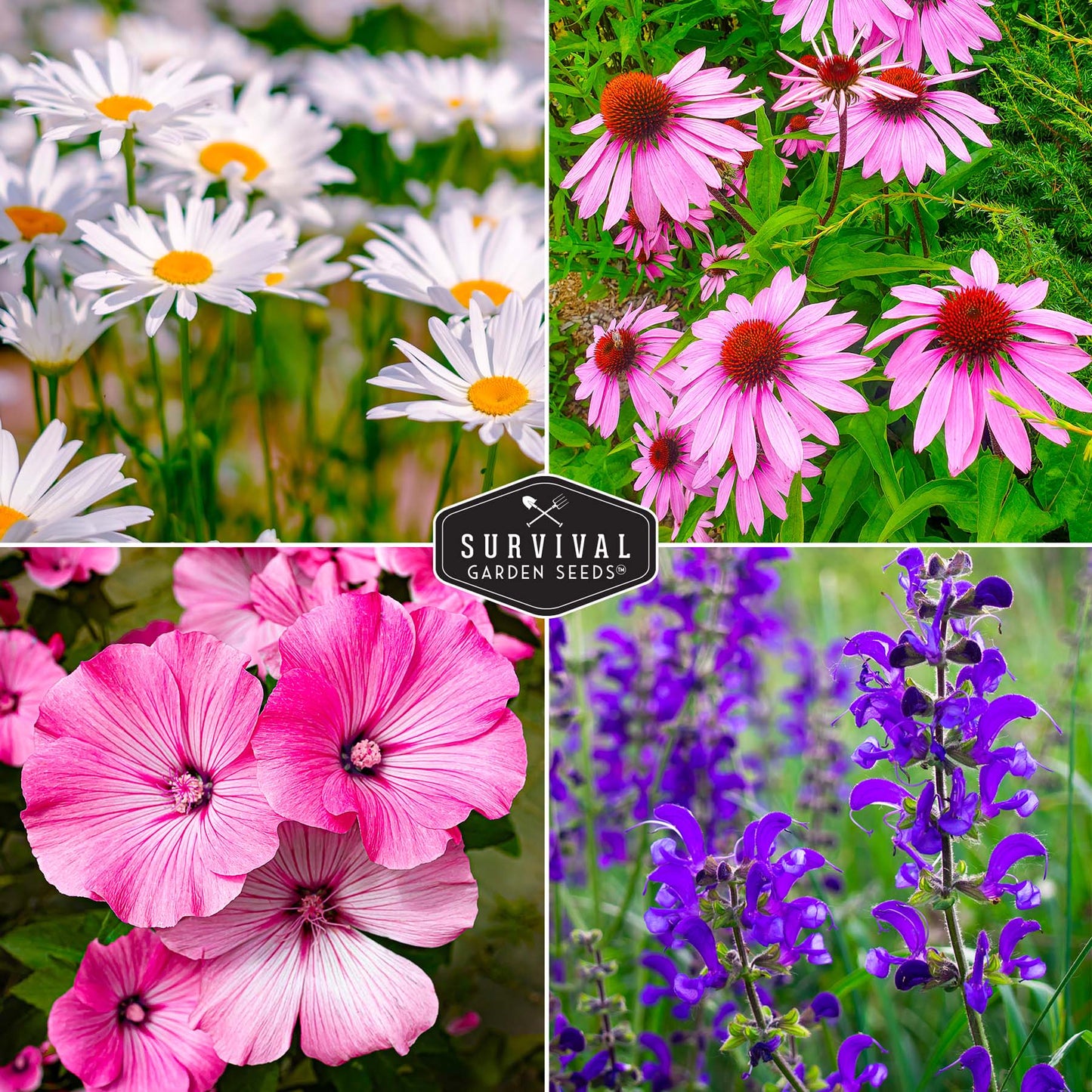 Perennial Flowers Mix - Shasta Daisy, Echinacea, Russell Lupine, Rose Mallow, Blue Sage, and Perennial Wildflower Mix