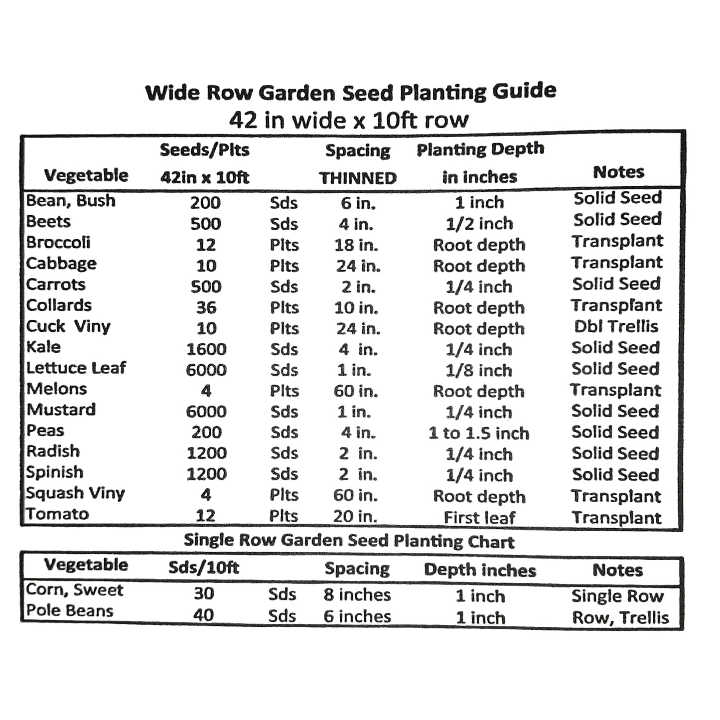 Golden Helios Radish Seeds