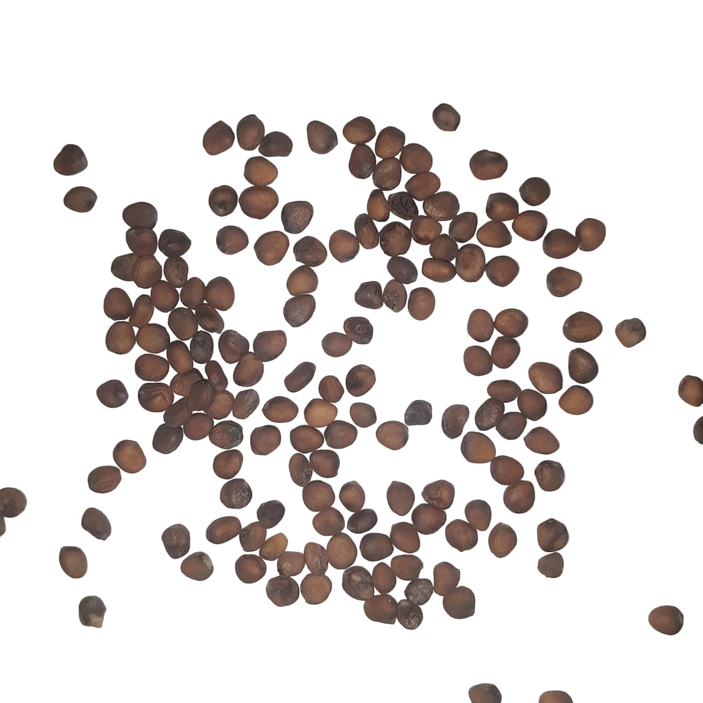 Golden Helios Radish Seeds