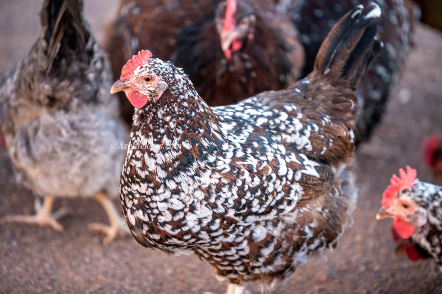 Rainbow Egg Assortment – Buy 10 + 5 Bonus Free (15 All-Female, Shipping Included)