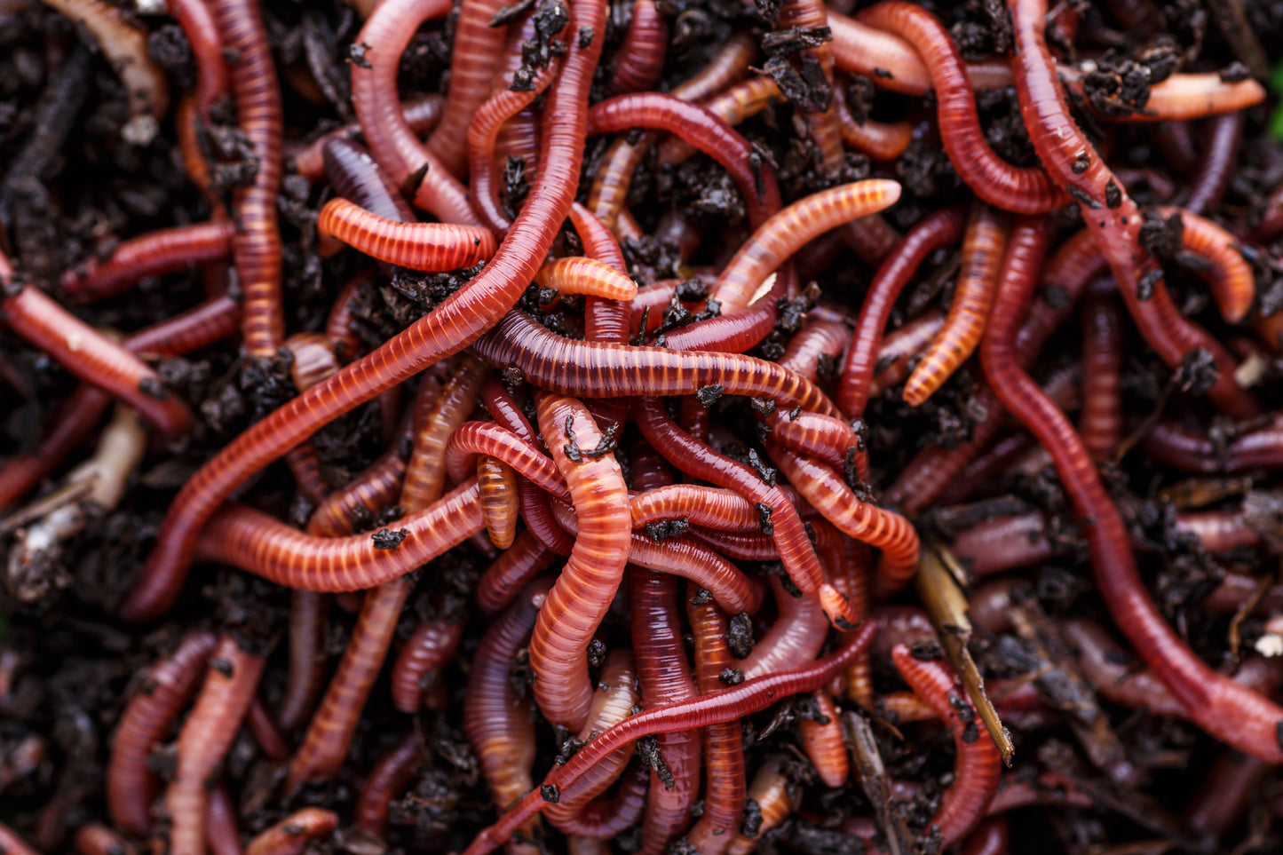 Pure Red Wigglers Composting and Gardening Worms (EISENIA) 1 lbs. (approx. 800-1000)