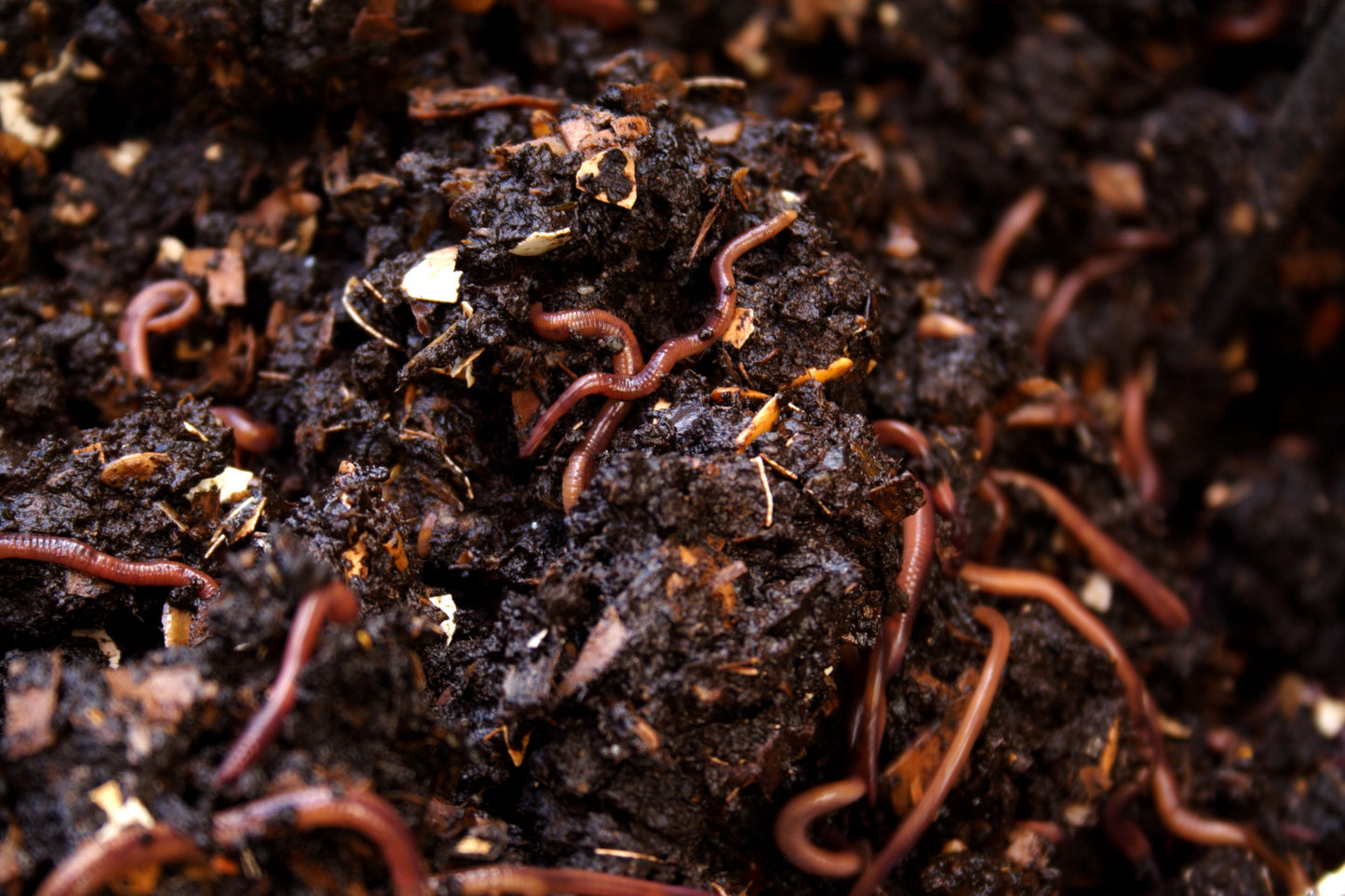 Pure Red Wigglers Composting and Gardening Worms (EISENIA) 1 lbs. (approx. 800-1000)