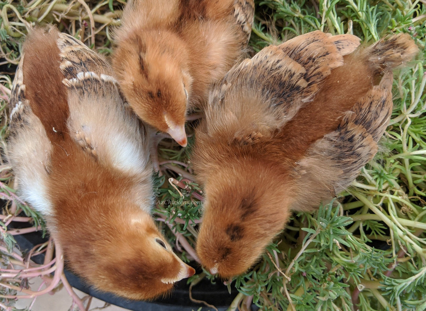 Rhode Island Red Chicks – Buy 10 + 5 Bonus Free (15 All-Female, Shipping Included)