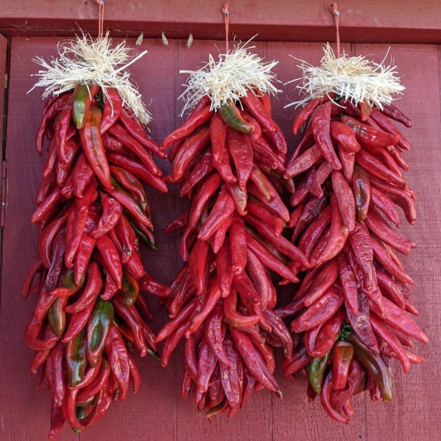 Hatch Cert. Sandia Chile Hot Pepper Seeds
