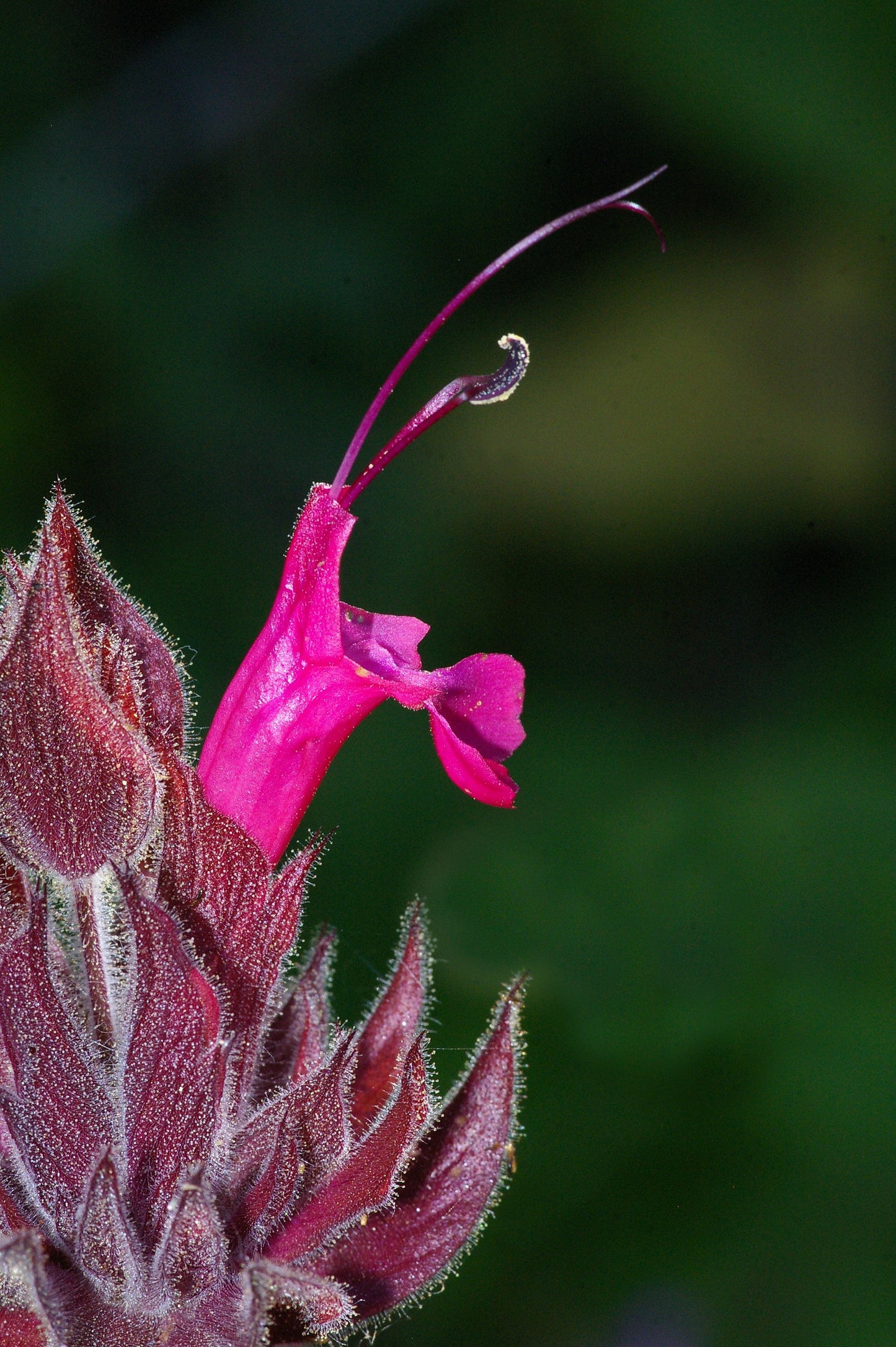 10 California HUMMINGBIRD SAGE Salvia Spathacea Magenta Red Flower Herb Seeds