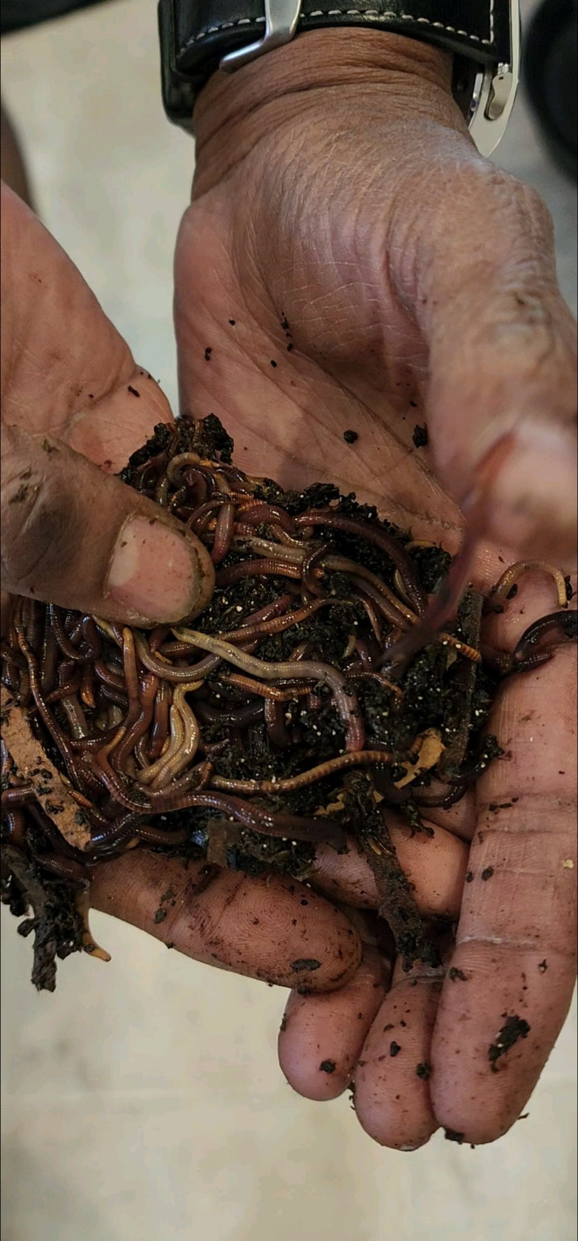 Pure Red Wigglers Composting and Gardening Worms (EISENIA) 1 lbs. (approx. 800-1000)