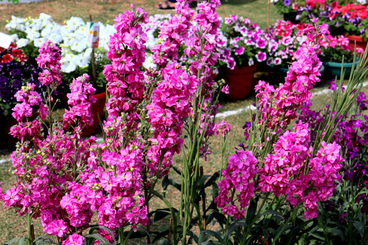 50 Rose PINK STOCK Matthiola Incana Ten-Week Gillyflower Seeds