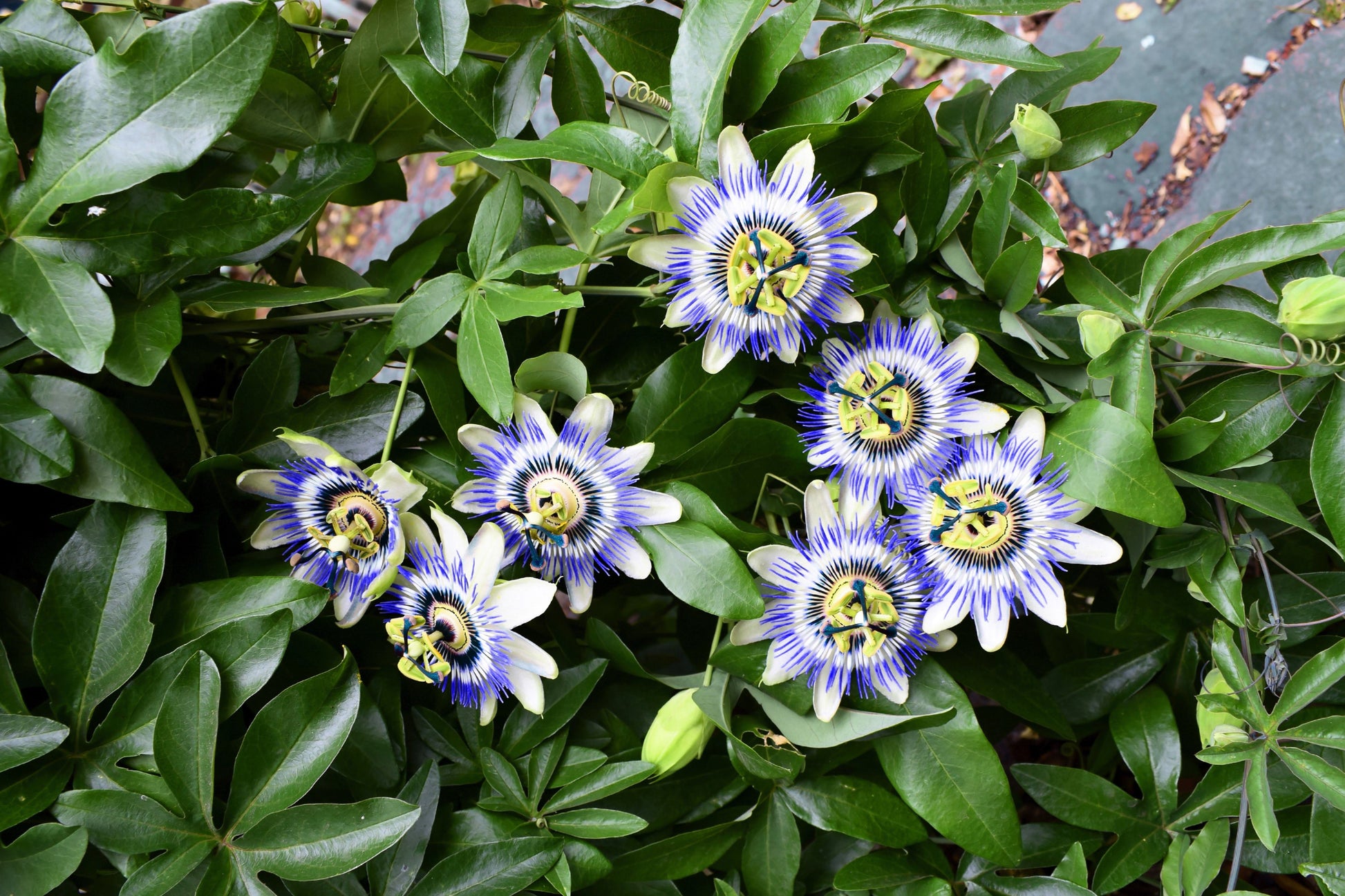 blue crown passion flower seeds 10 Blue Crown Passion Flower / Passion Fruit Passiflora Caerulea Orange Fruit Vine Seeds