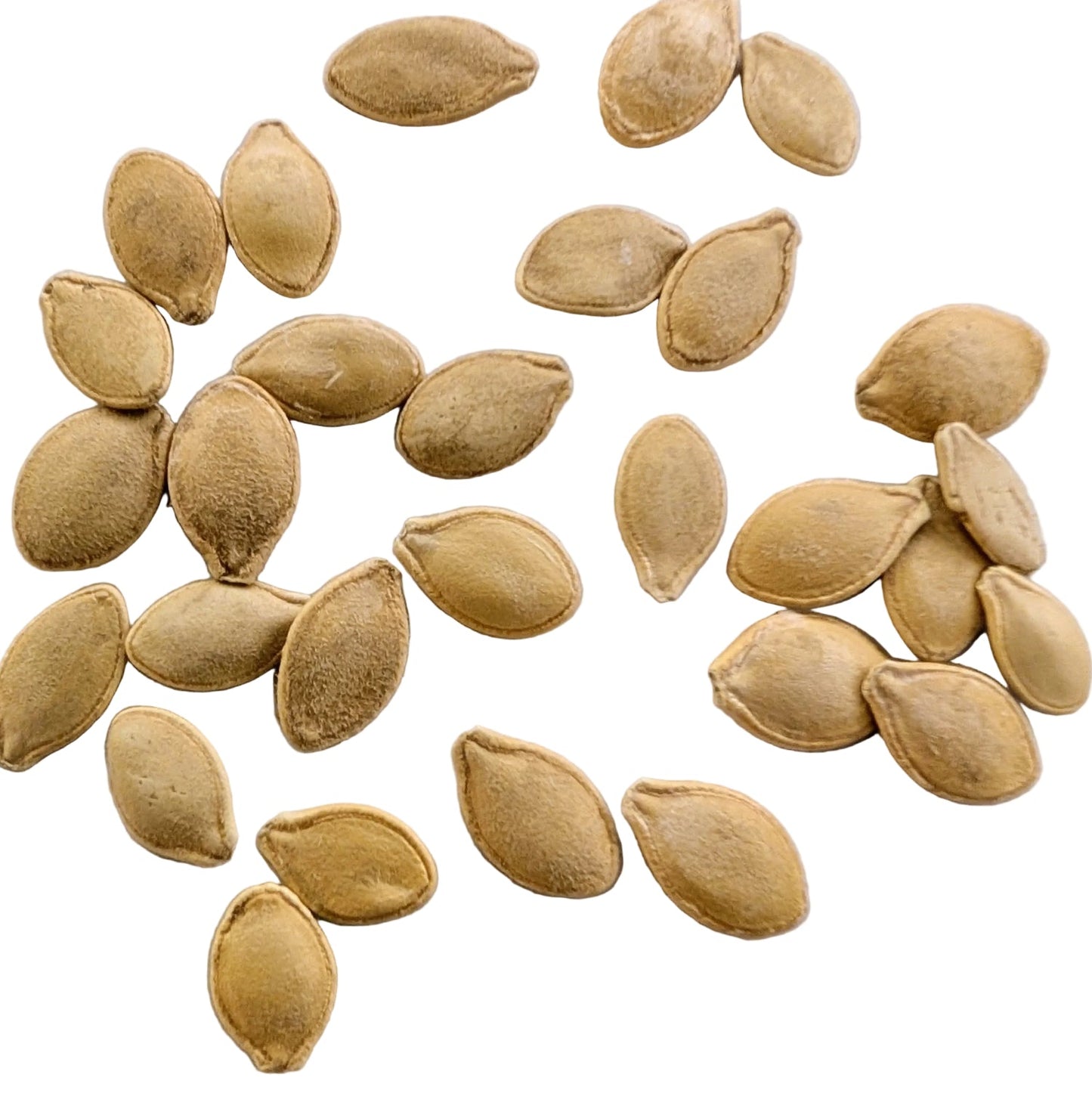 Yellow Heirloom Prolific Straightneck Summer Squash Seeds