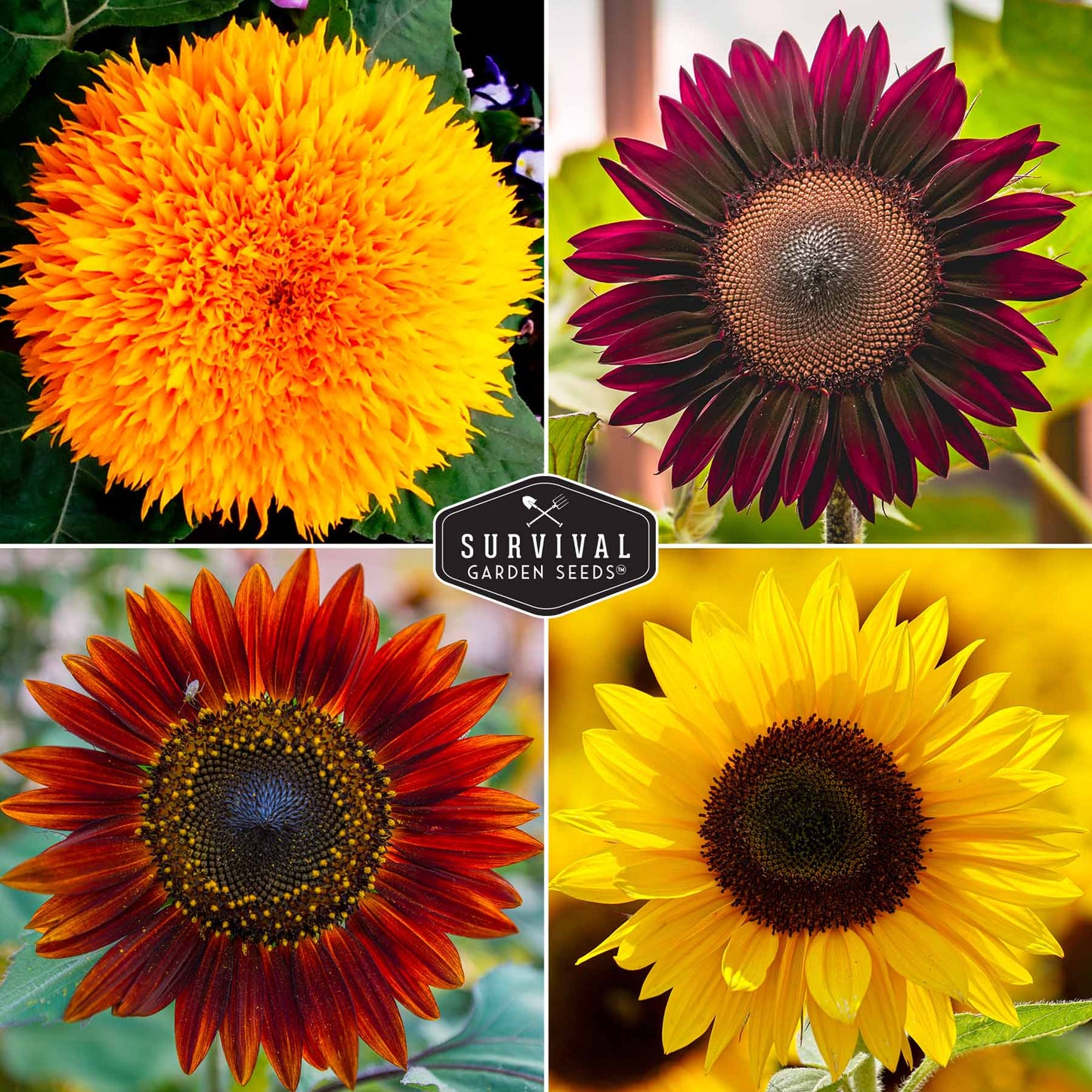 6 Sunflower Collection -  A Rainbow of Colorful Sunflowers