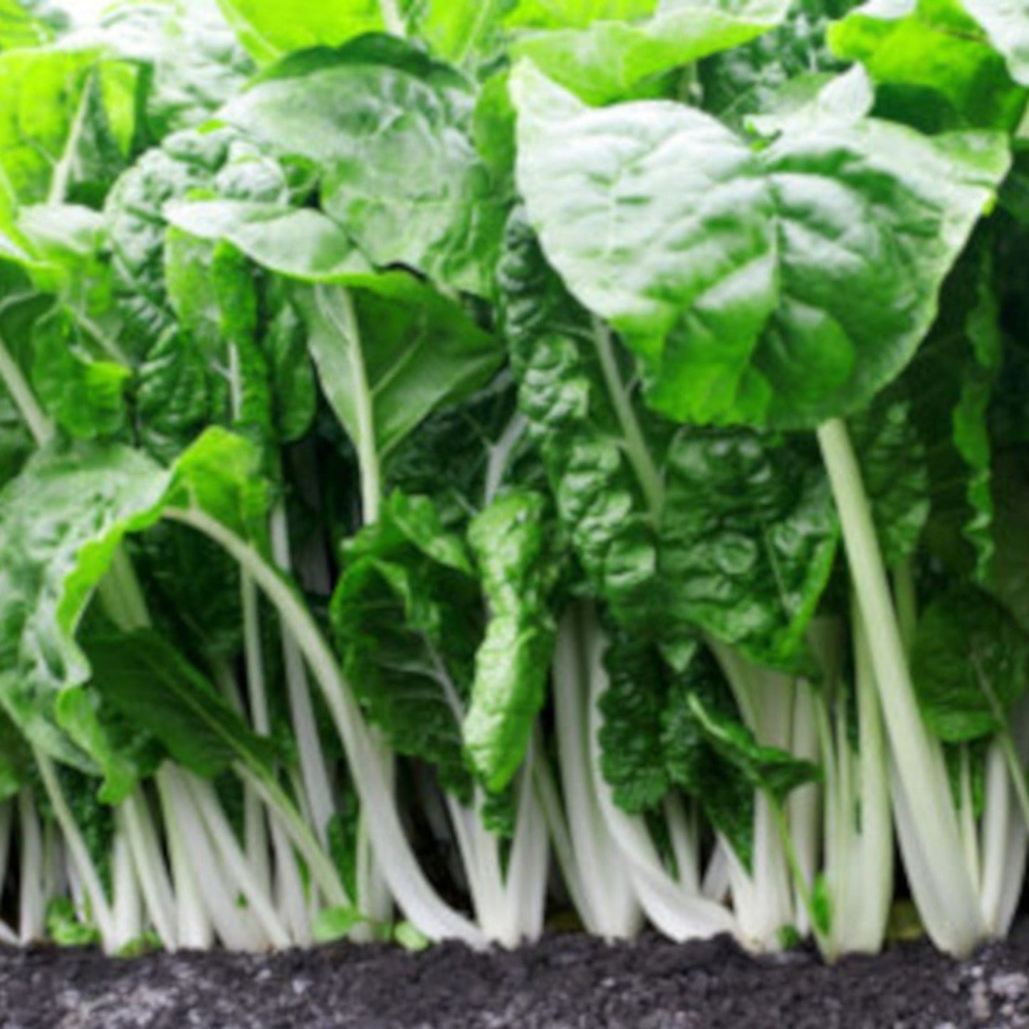 Giant Fordhook Heirloom Swiss Chard Seeds