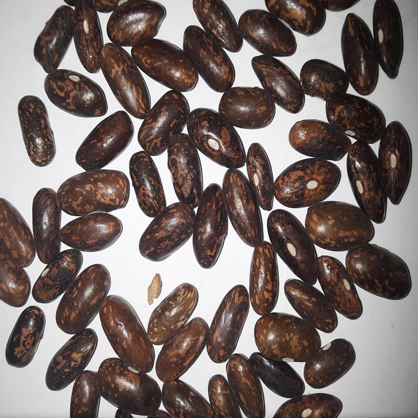 Top Crop Bush Green Bean