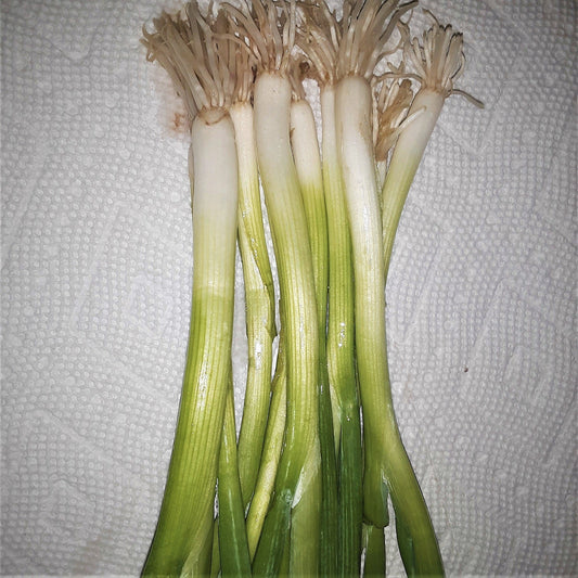 Onion Warrior Bunching Seeds