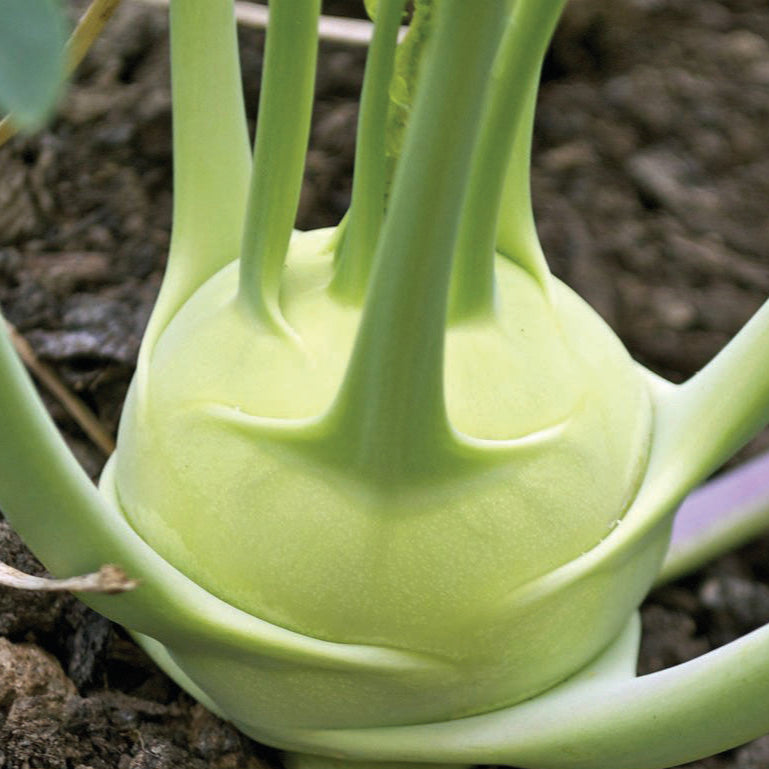 Kohlrabi White Vienna Seeds