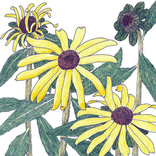 Black-Eyed Susan (1/4 lb)