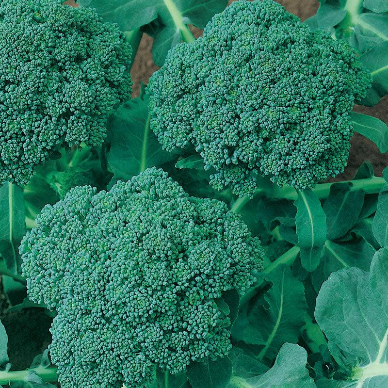 Calabrese Broccoli Seeds (Organic)