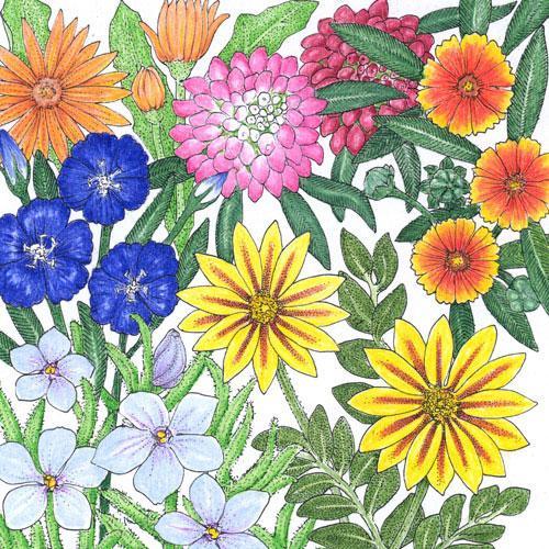 California Low-Growing Wildflower Mix (1/4 lb)