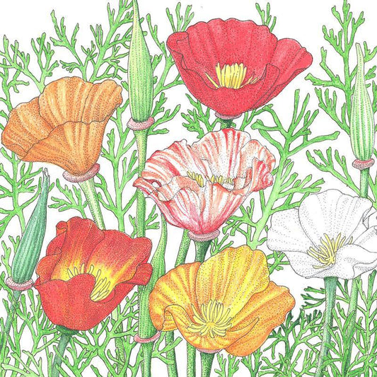 California Poppy, Mission Bells (1/4 lb)