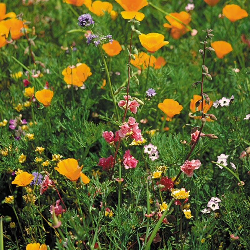 California Native Wildflower Mix (pack)