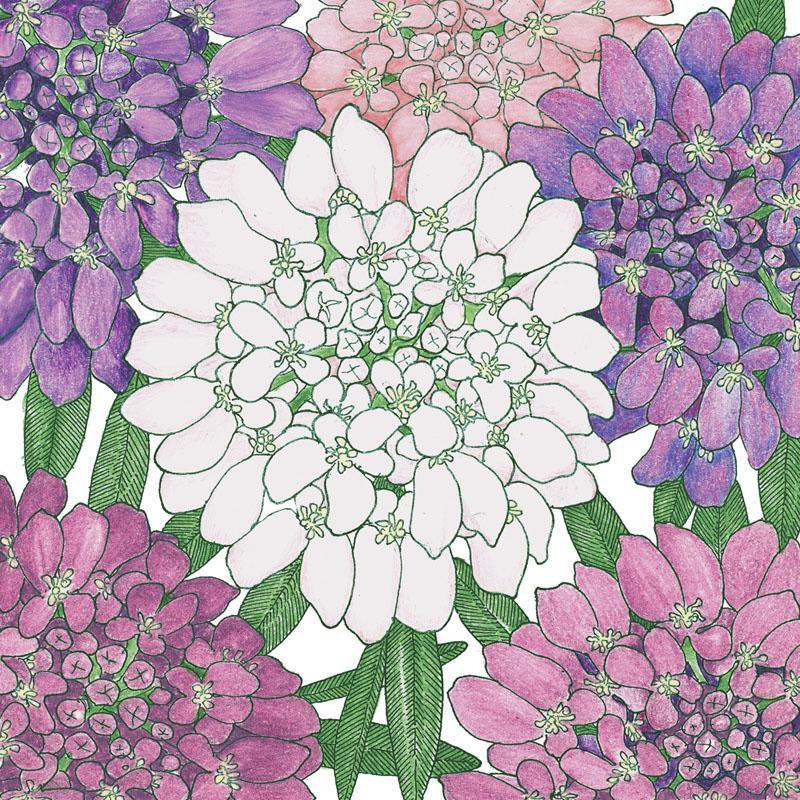 Candytuft, Dwarf (1/4 lb)