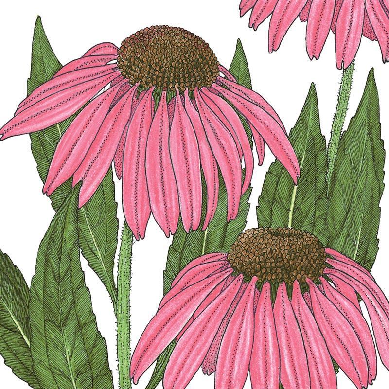 Coneflower, Purple (lb)