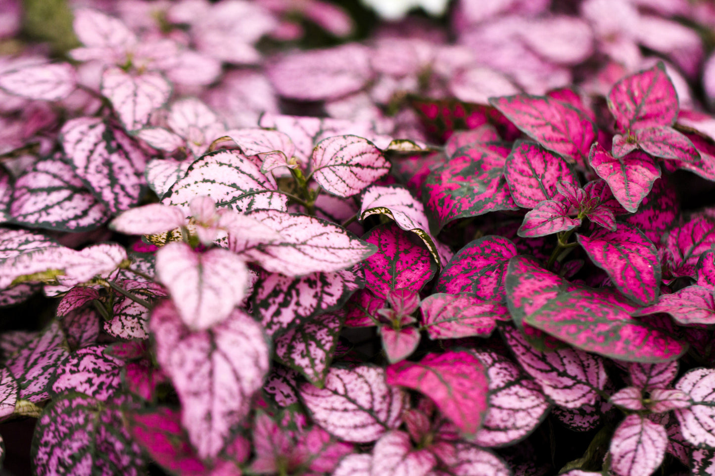 10 Dwarf ROSE Pink POLKA DOT PLANT Splash Select Hypoestes Phyllostachya Flower Houseplant Seeds