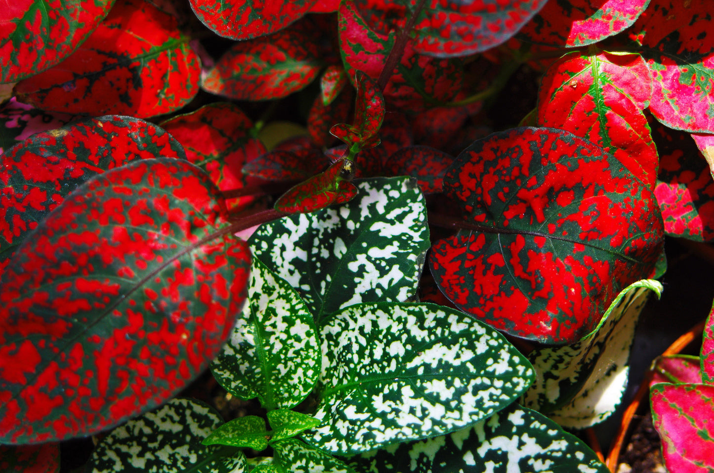 10 Dwarf RED POLKA DOT PLANT Splash Select Hypoestes Phyllostachya Flower Houseplant Seeds