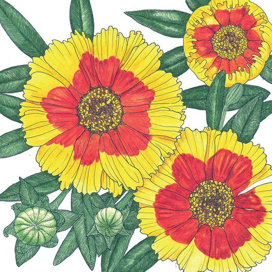 Coreopsis, Plains (1/4 lb)