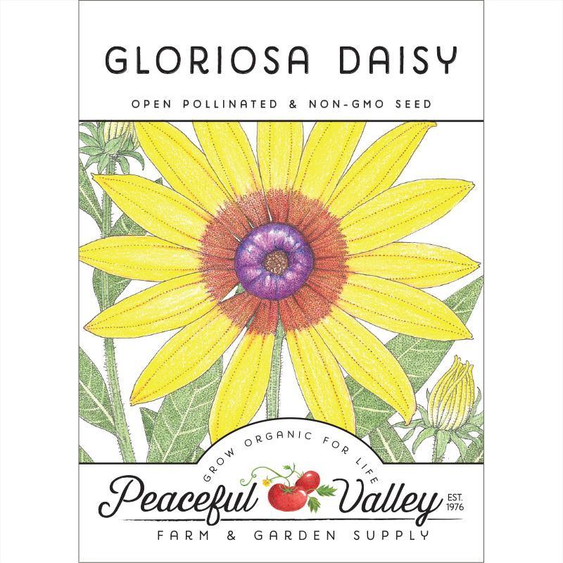 Daisy, Gloriosa (pack)